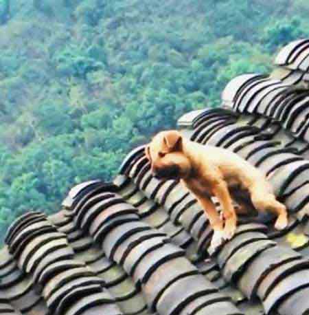 上房揭瓦下一句