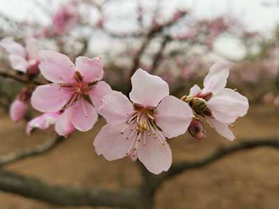 人間四月芳菲盡下一句