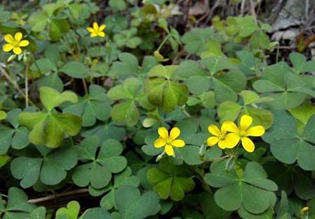 吃的是草下一句是什么