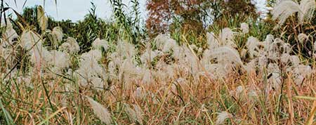 墻上蘆葦頭重腳輕根底淺下一句