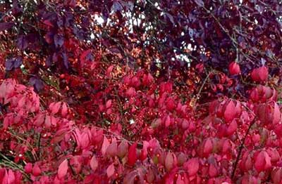 花非花的下一句