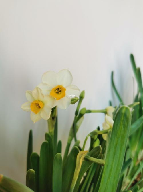 水仙不開(kāi)花的下一句
