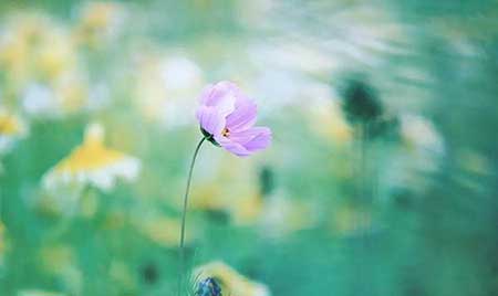 花有凋謝時(shí)下一句