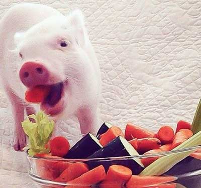 豬鼻子里插大蔥的下一句