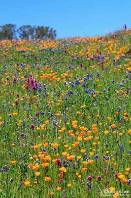 待到山花爛漫時的下一句是什么