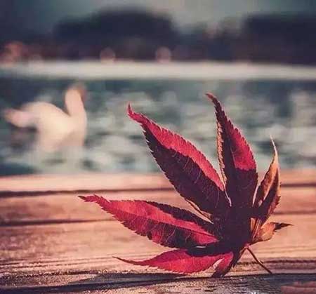 心如止水下一句接什么好