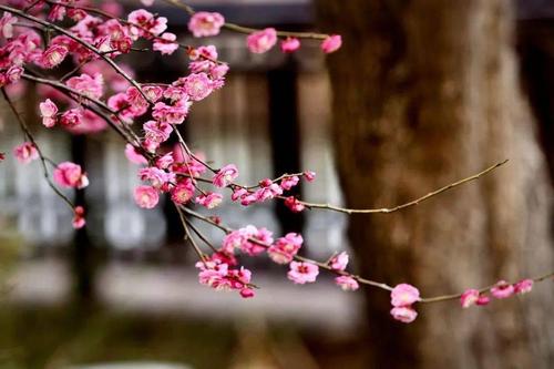 一年好景君須記的下一句是