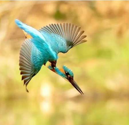 鳥美在羽毛的下一句