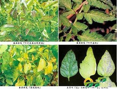 莊稼一枝花的下一句是什么