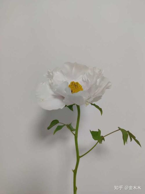 你記得花花就不怕枯萎下一句