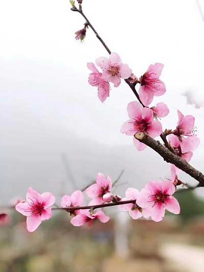 笑靨如花下一句