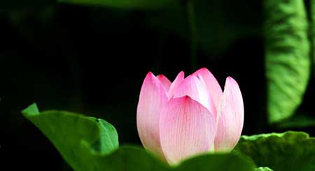 萬物皆有靈性下一句