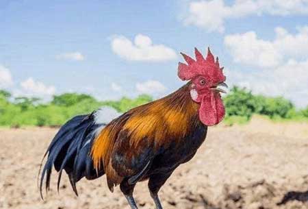 雞在高處鳴的下一句