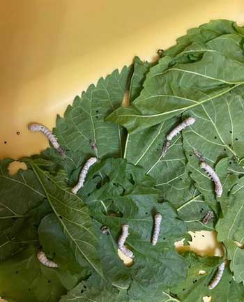 蠶吐絲的下一句