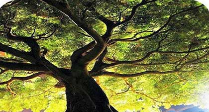 百年樹人下一句是什么