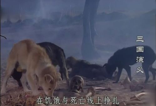 白骨露于野下一句