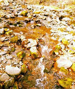 風(fēng)霜高潔下一句