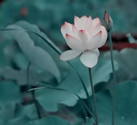 何出此言下一句