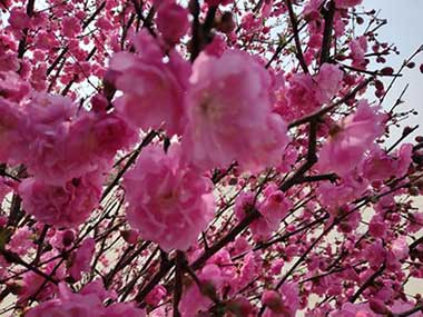 花開一半下一句是什么