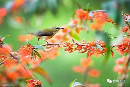 千里鶯啼綠映紅下一句