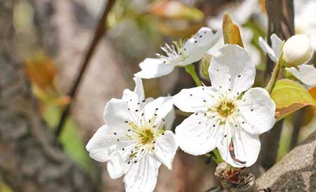 尋花問柳下一句