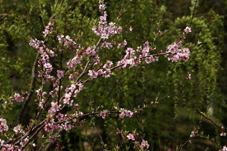 竹外桃花三兩枝下一句