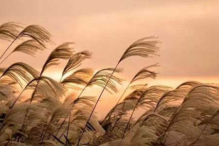 孤村落日殘霞下一句