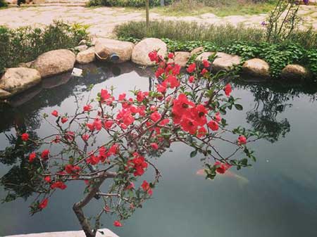 鏡中月水中花下一句