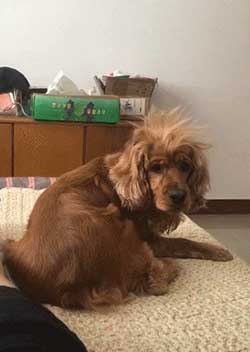 狗聽了都搖頭下一句