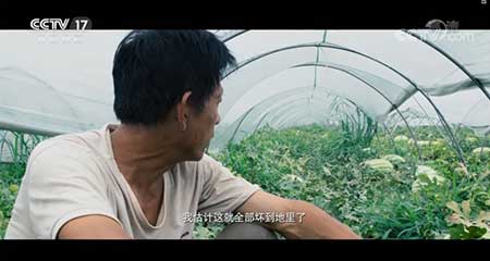 瓜熟蒂落下一句