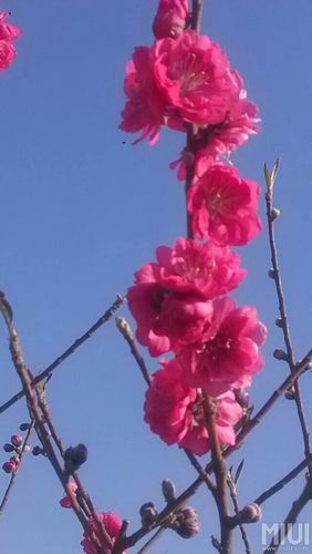 一枝獨秀下一句