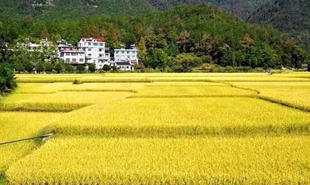 一畦春韭綠下一句是什么是什么