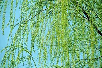 羌笛何須怨楊柳的下一句是什么