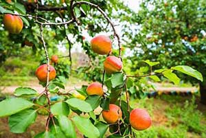 梅子金黃杏子肥的下一句是什么