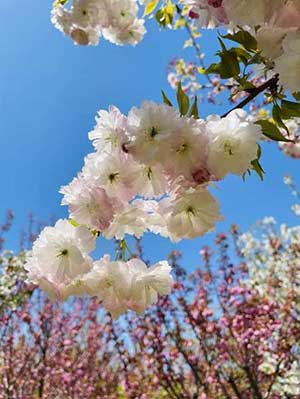 亂花漸欲迷人眼的下一句是什么