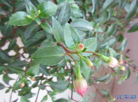 梅開二度下一句