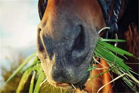 馬無夜草不肥下一句