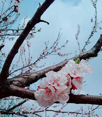 云想衣裳花想容下一句