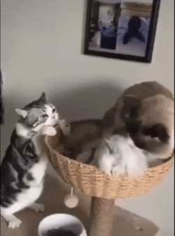 沒有不偷腥的貓下一句是啥