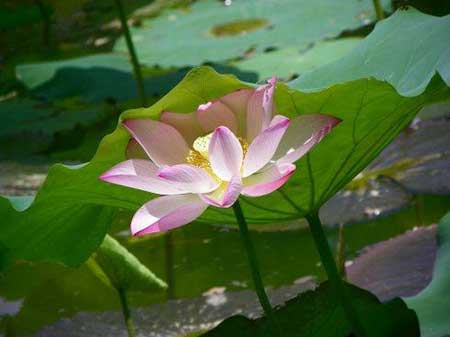 接天蓮葉無窮碧下一句是什么