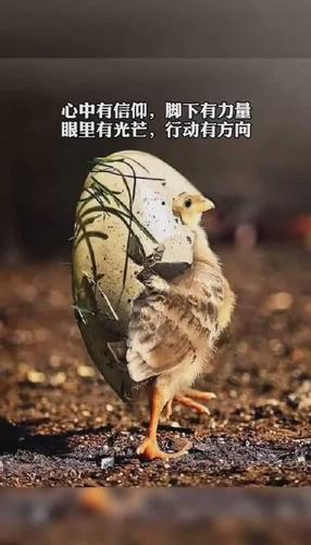 雙手合十的愿望里永遠有你下一句