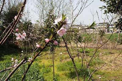 竹外桃花三兩枝的下一句