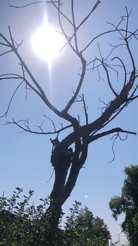 枯藤老樹昏鴉下一句