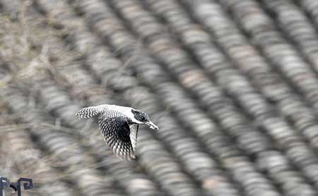 良禽擇木而棲下一句