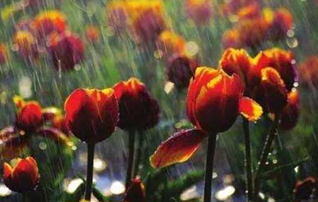 隨風潛入夜下一句